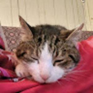 Meet your Posher, Candice